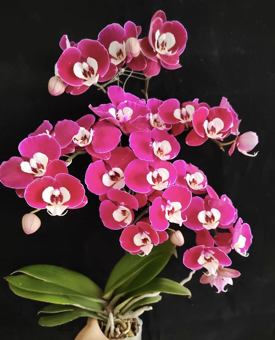 （米歇尔）蝴蝶兰3.0寸杯带两个花剑.叶子微瑕疵，建议勿拍