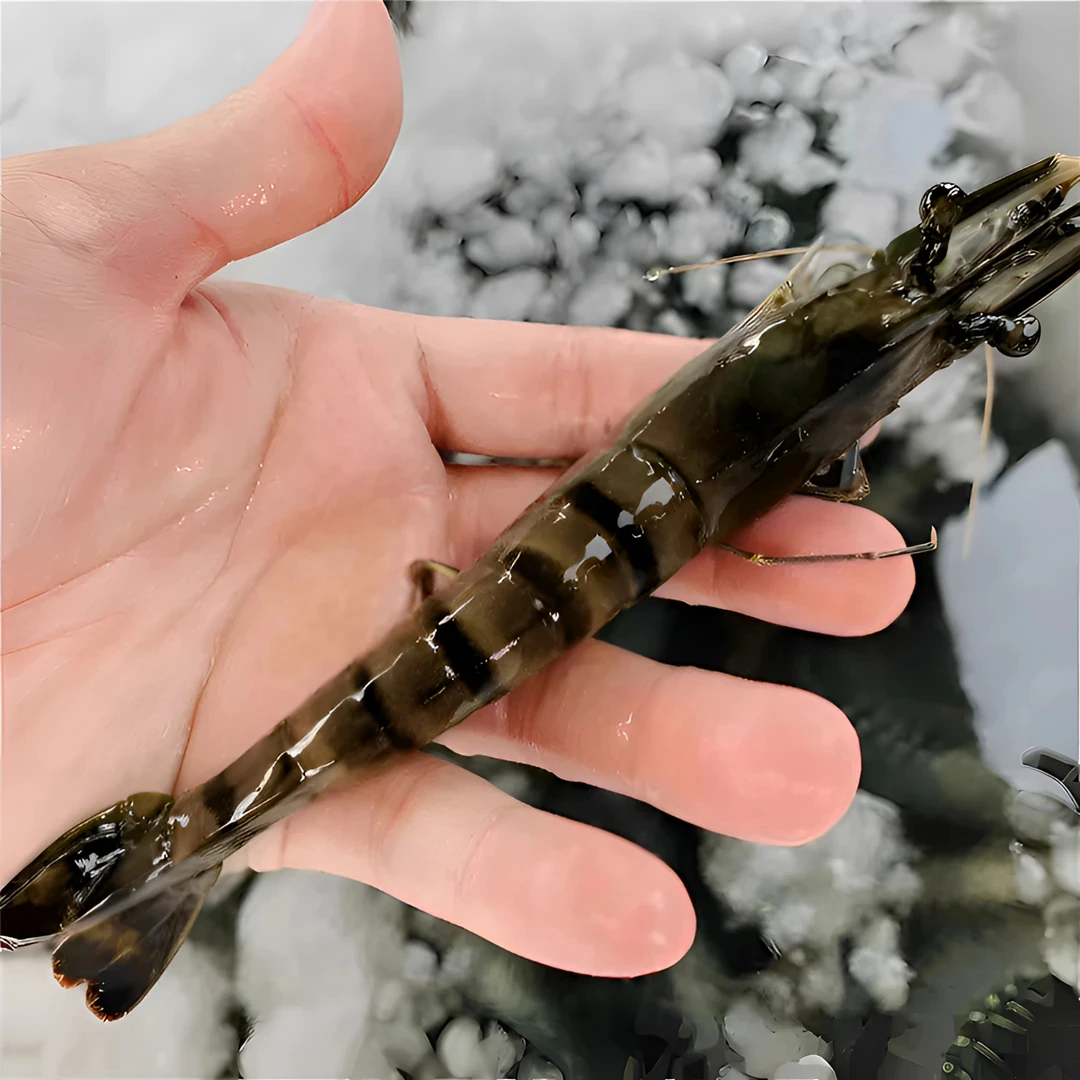 【源头现捕】新鲜黑虎虾20-30左右一盒450-500g一斤深海黑金刚