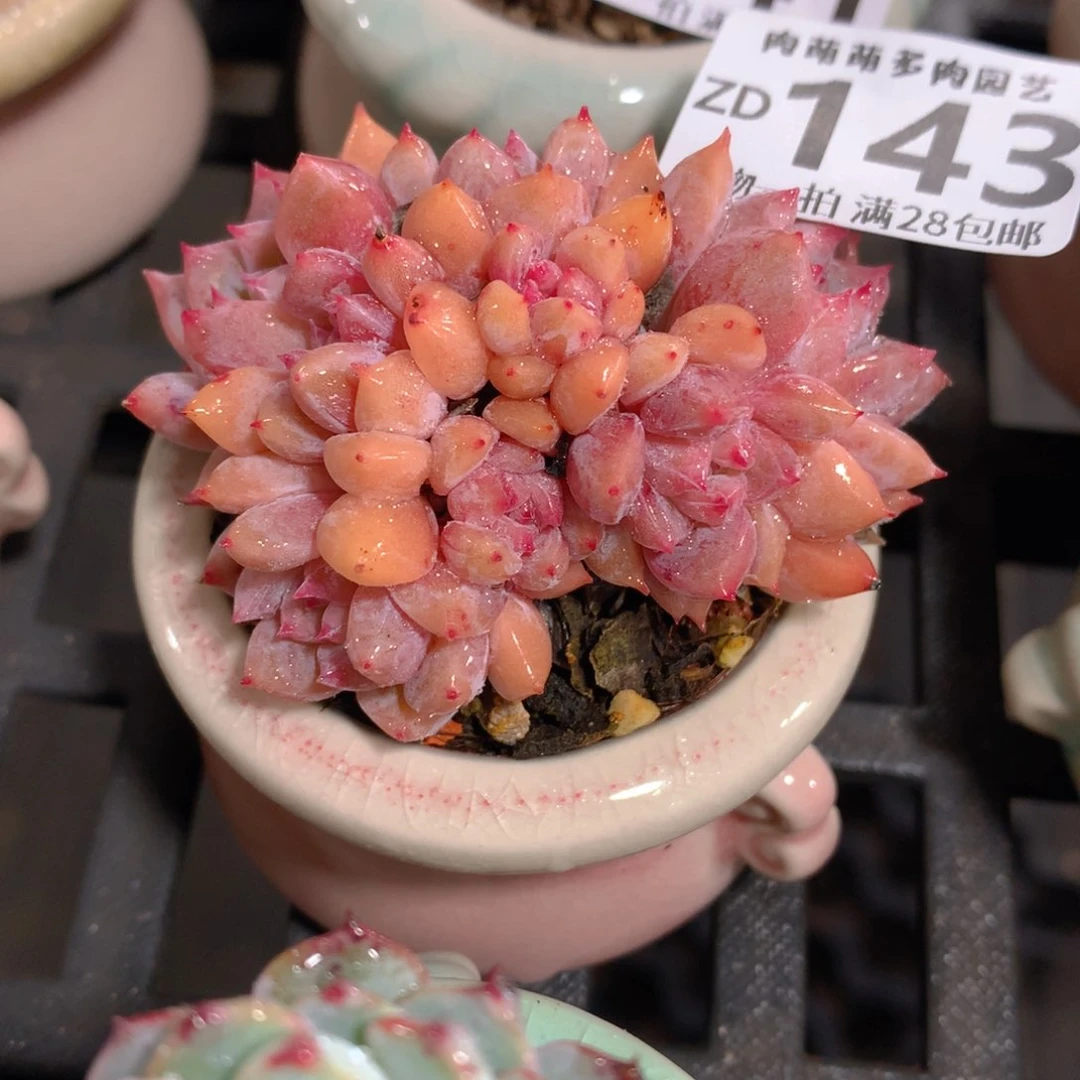 肉萌萌拇指盆精控多肉ZD143