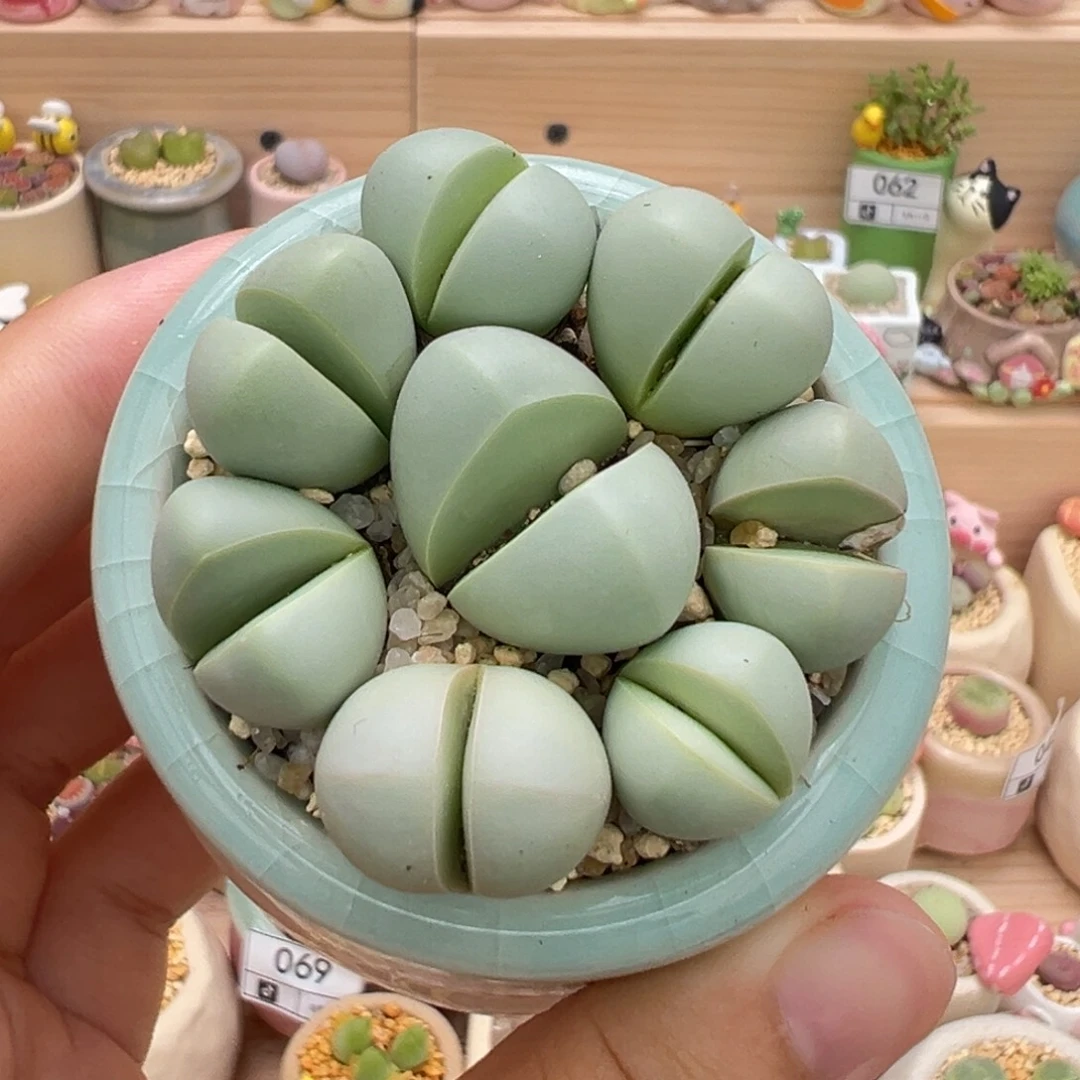 多肉植物76号元宝