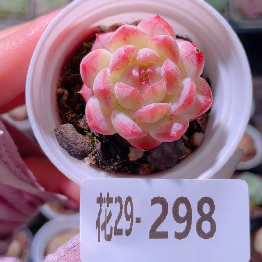花利美29-298白桃汽水
