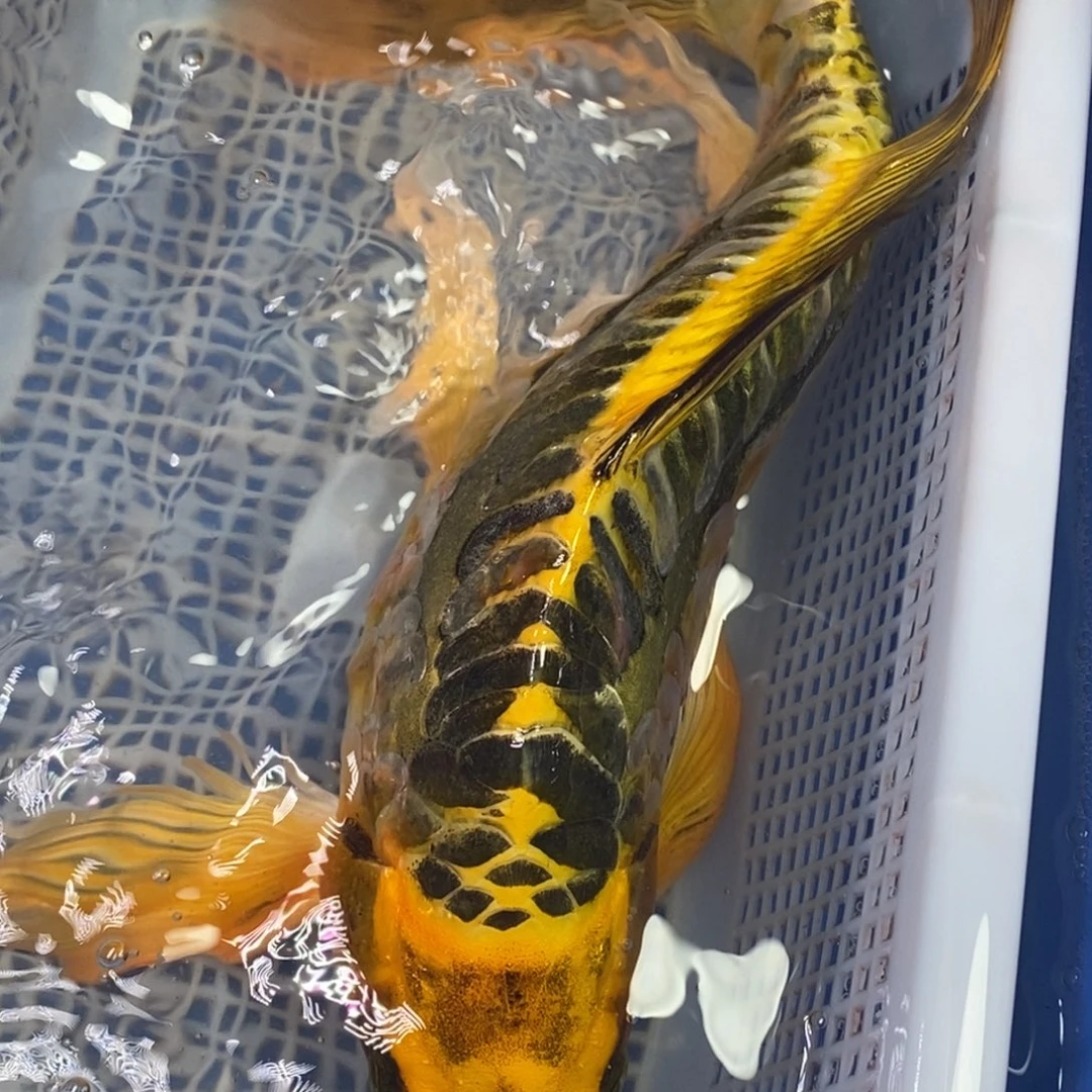 锦鲤冷水锦鲤包邮