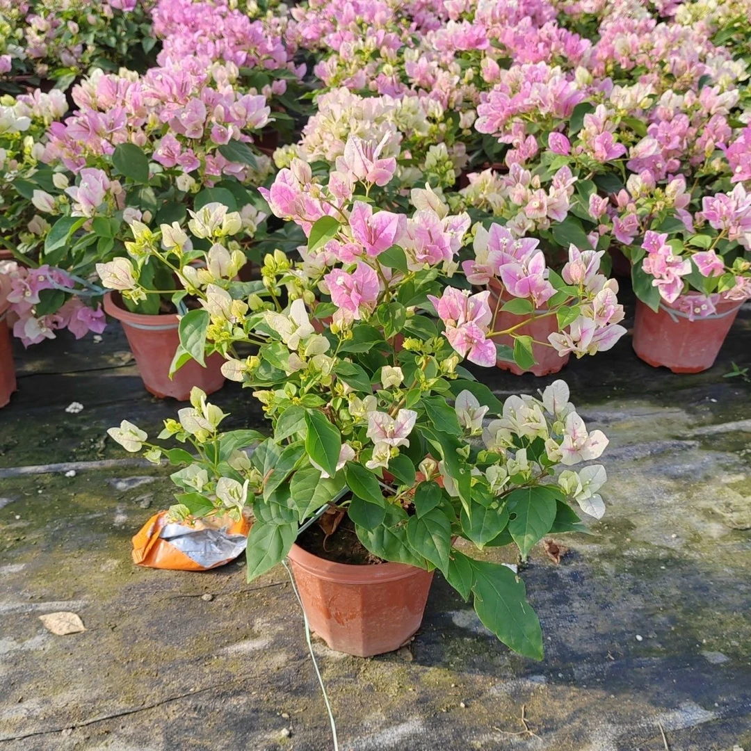 广红樱 带花苞原盆原土 忠玺花卉基地  四季开