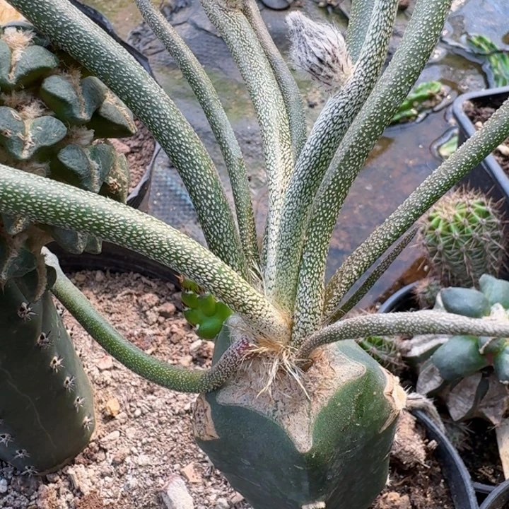 无花朵水*997苗接美杜莎不包掉叶