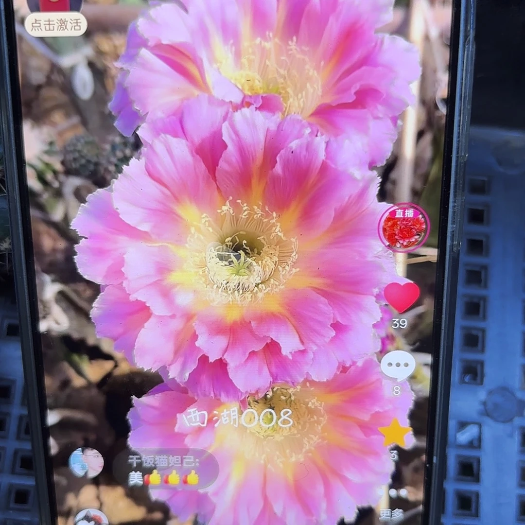 008彩侧牙20包邮仙人球51