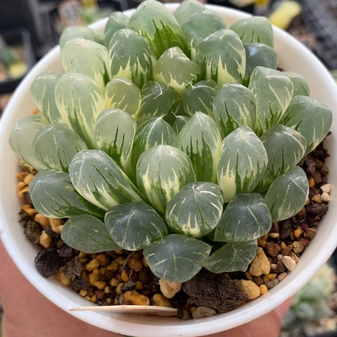 258实生玉露锦一物一拍