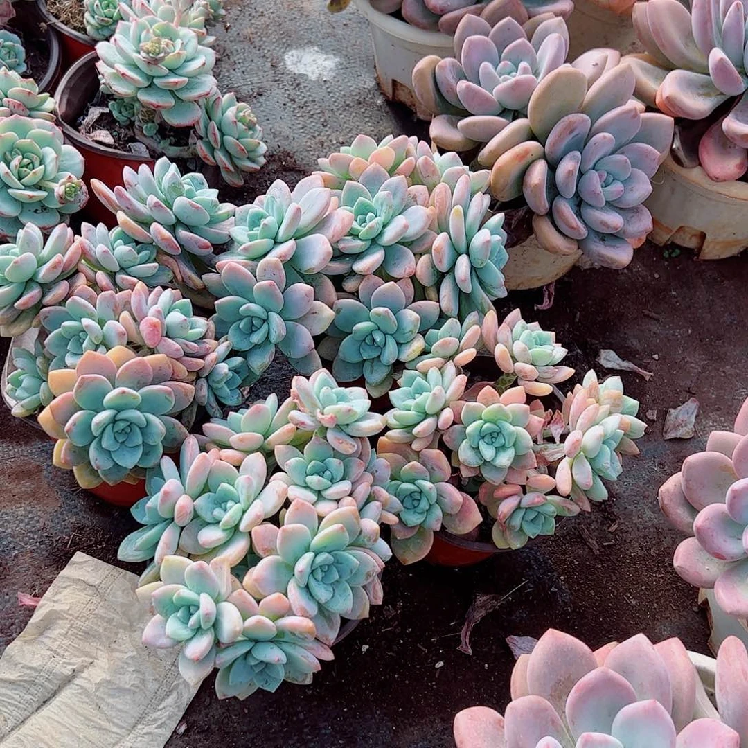 克洛伊多头造型精品特价二盆