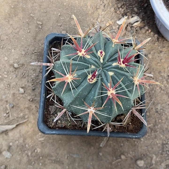 草***盖仙人球等你回来一起吃