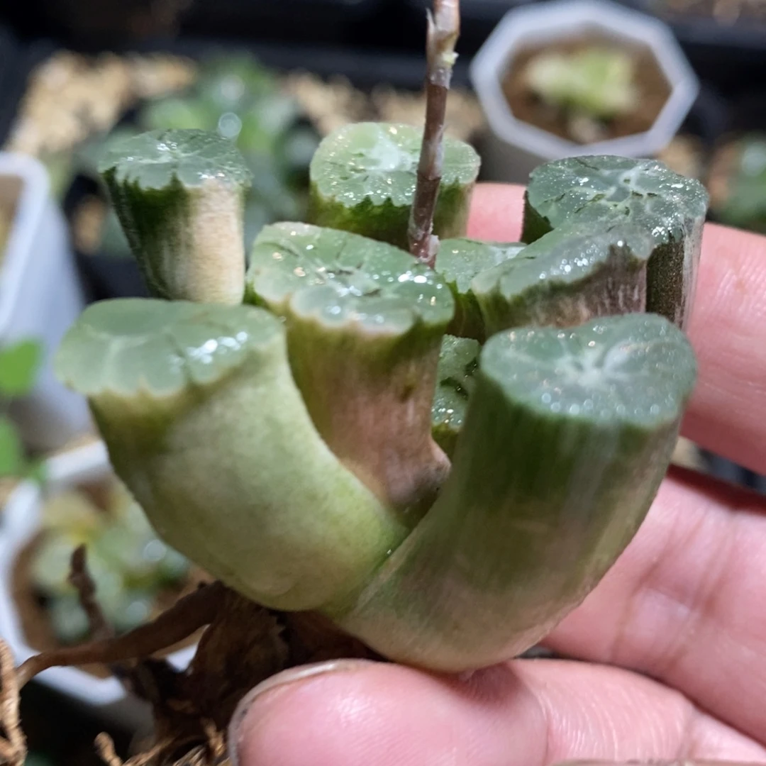 一颗万象锦 开播福利