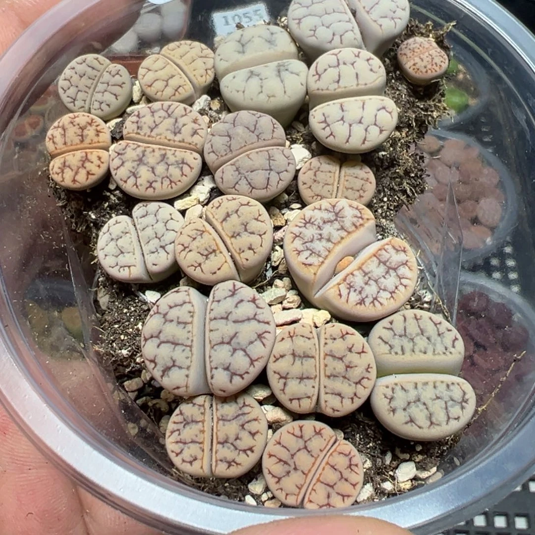 【闪购商品】 1065。