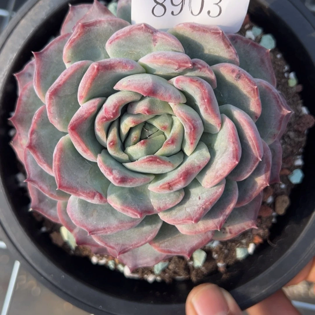 8903多肉多多多多