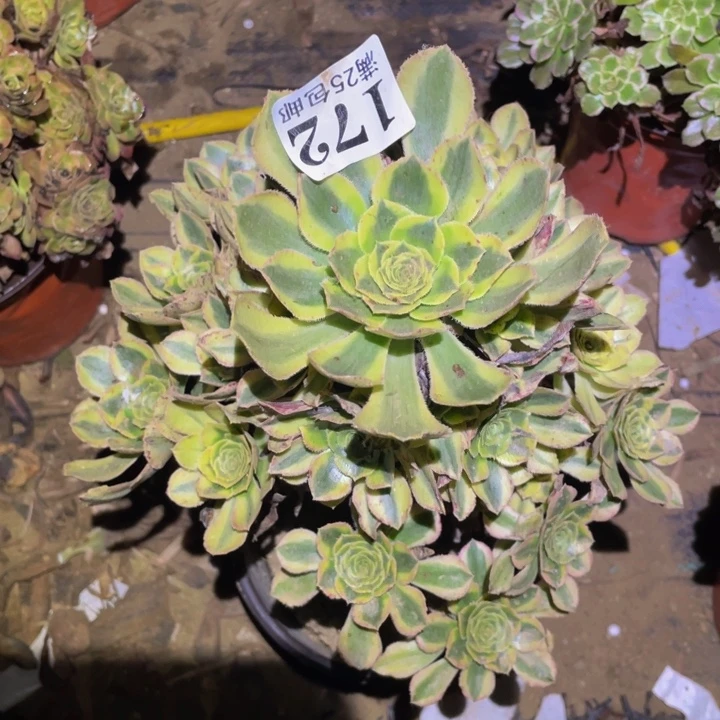 保时捷多肉植物多肉172