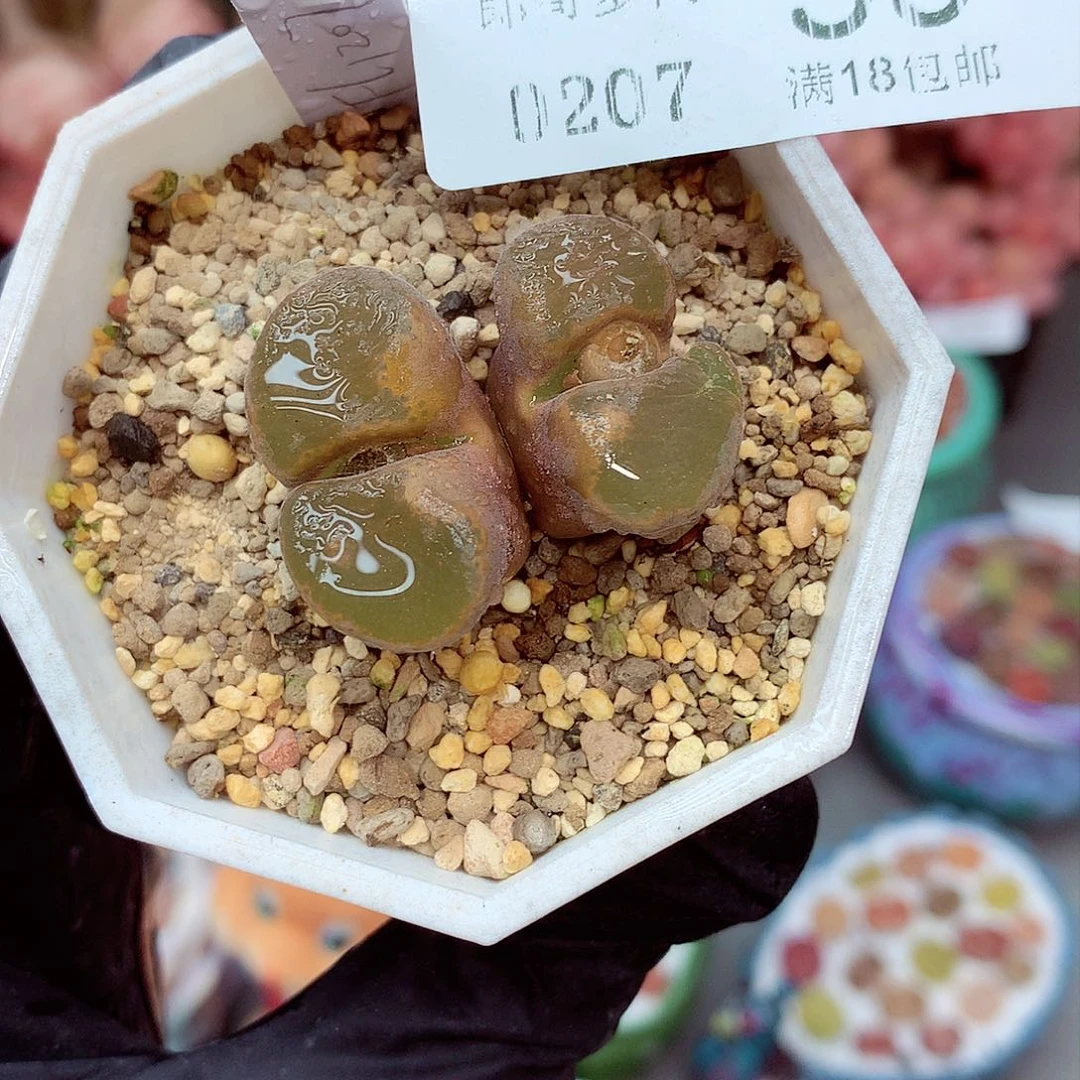 生石花满18包邮7-59