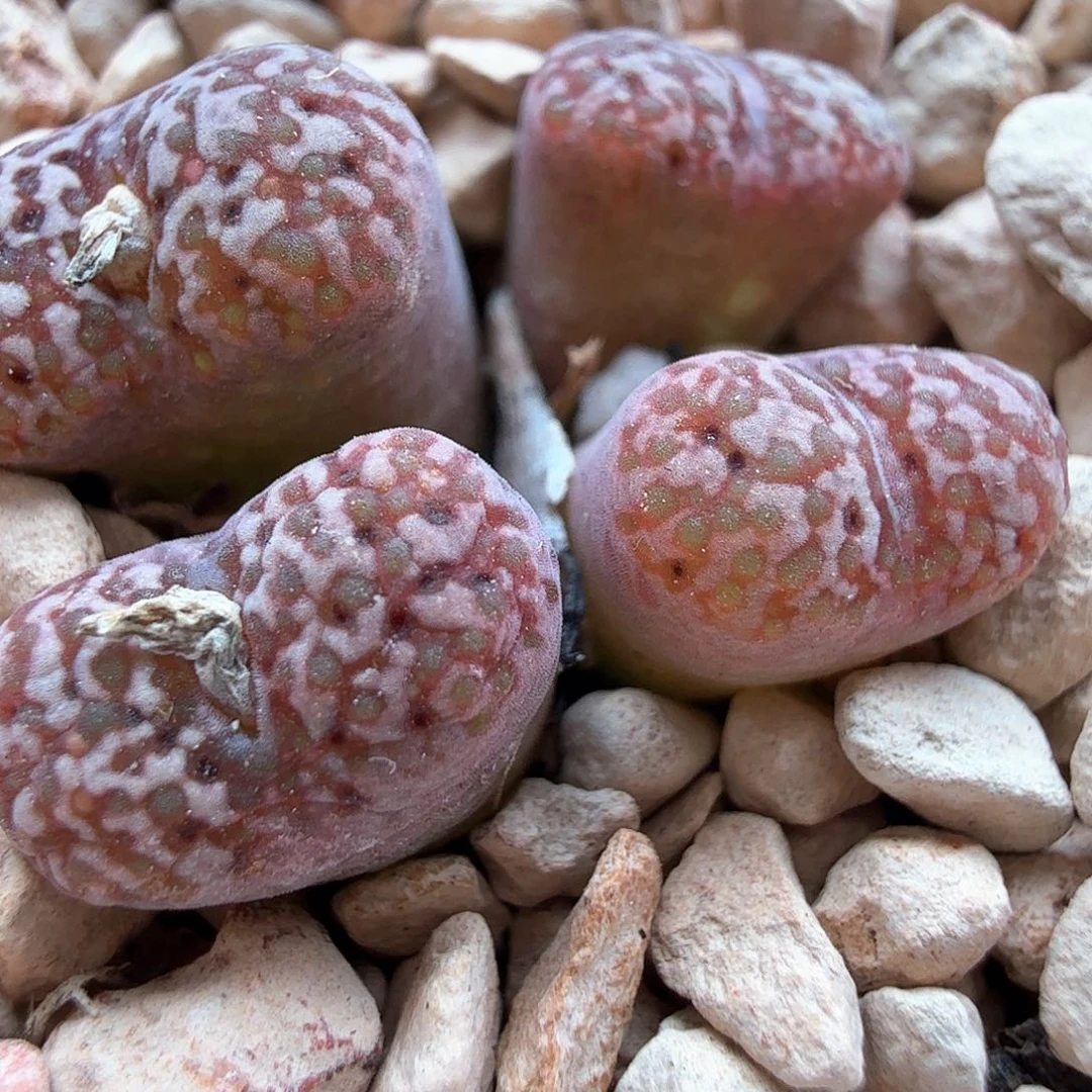 1.19.78/特/豹纹紫鸟母本/多肉植物