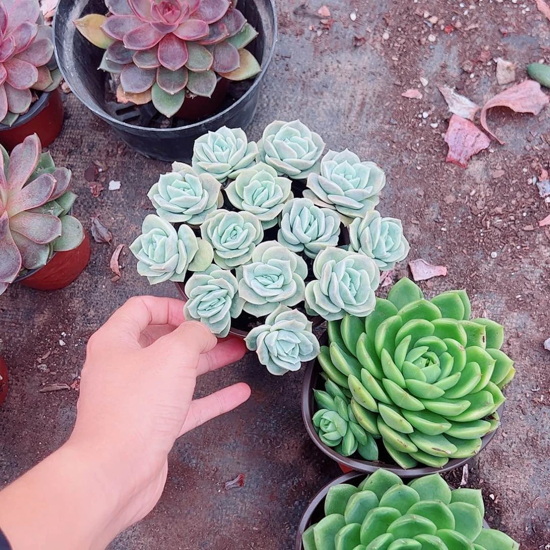 可爱玫瑰散装带盆土精品