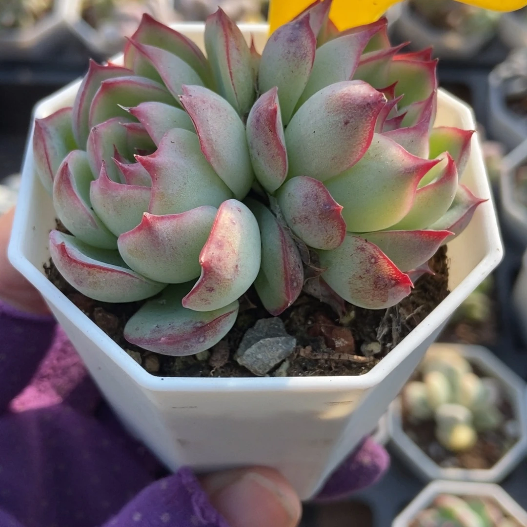 6111勾魂仙子多肉