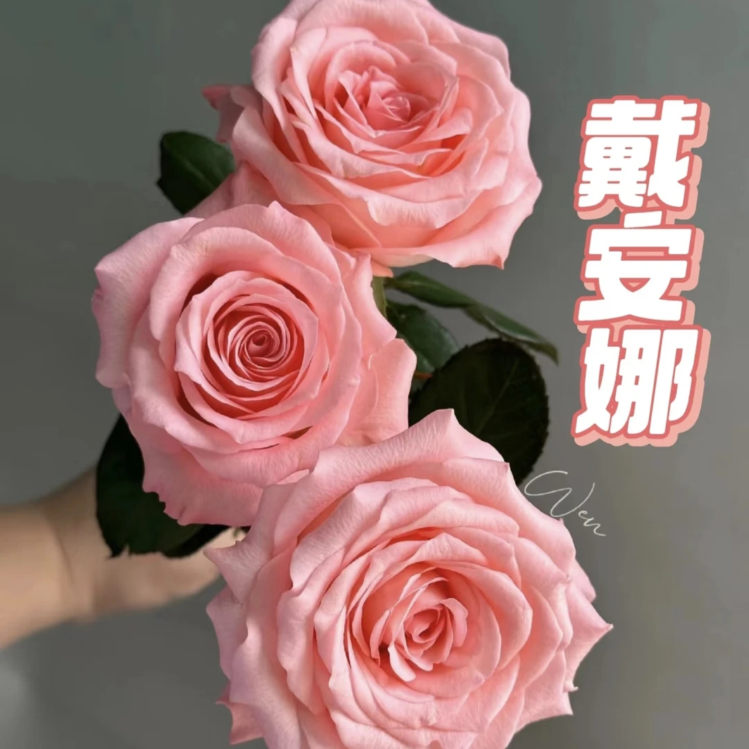 戴安娜单头玫瑰10支家居养护插花