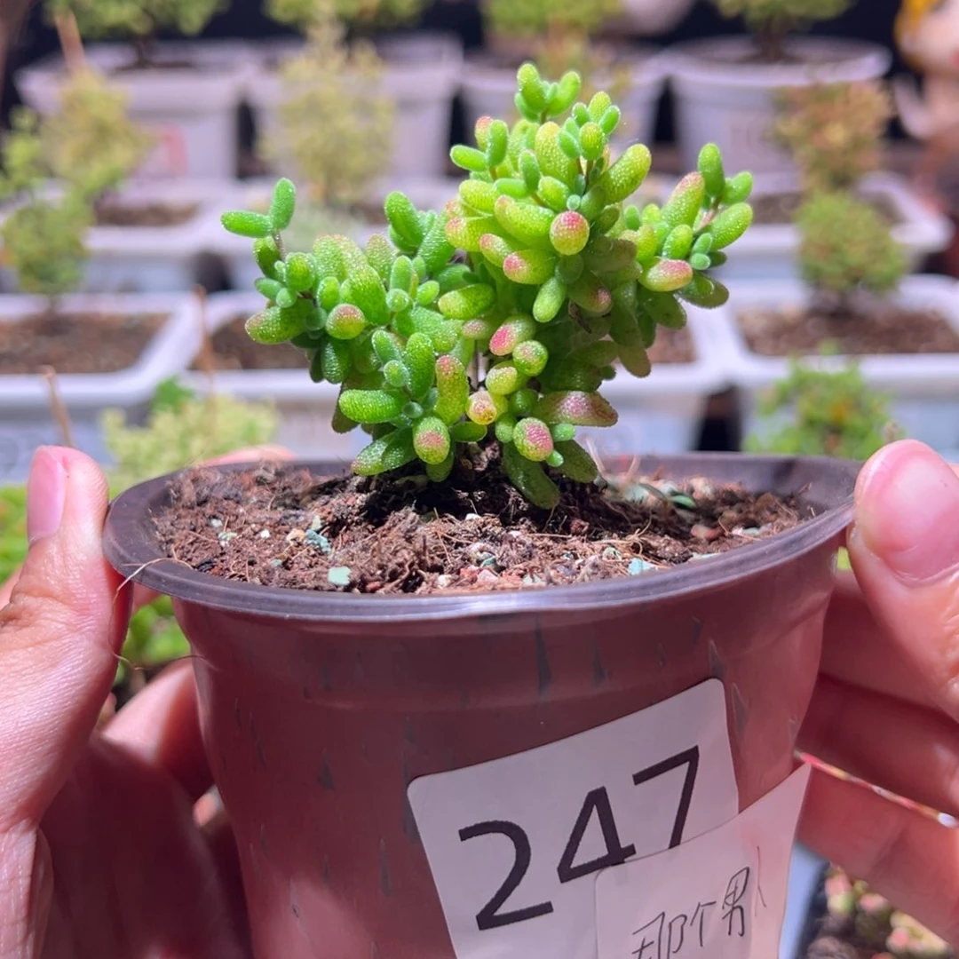 那**人J247黄糊斑带盆土发货一物一拍