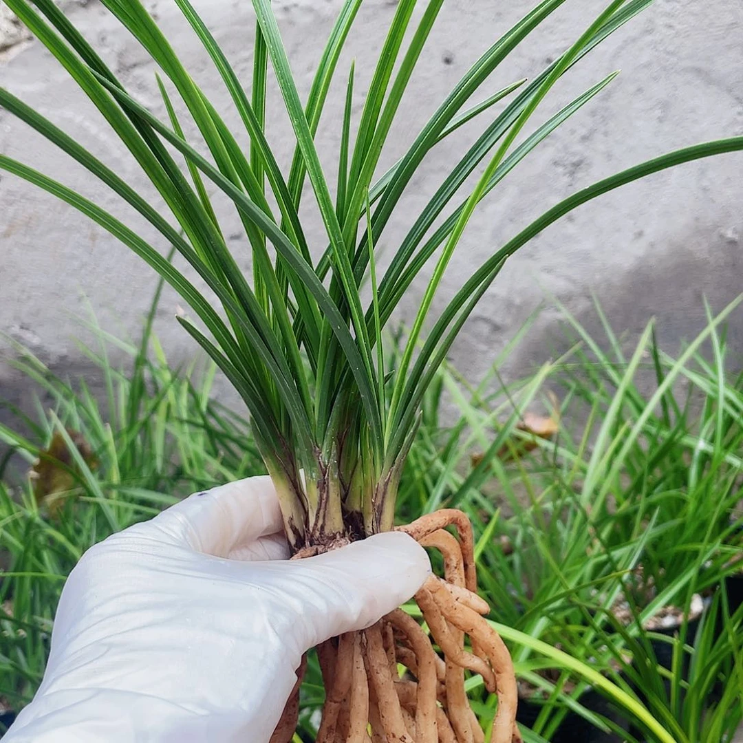 g***g完全开放兰花兰花