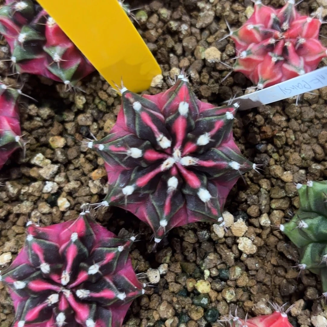 653-0919泰国发货 新粉钻