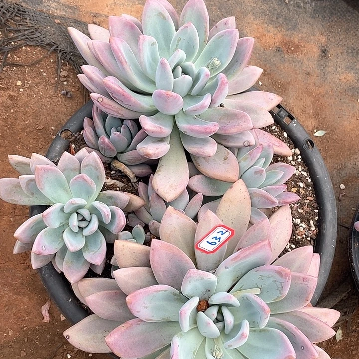 632奥普 一物一拍多肉