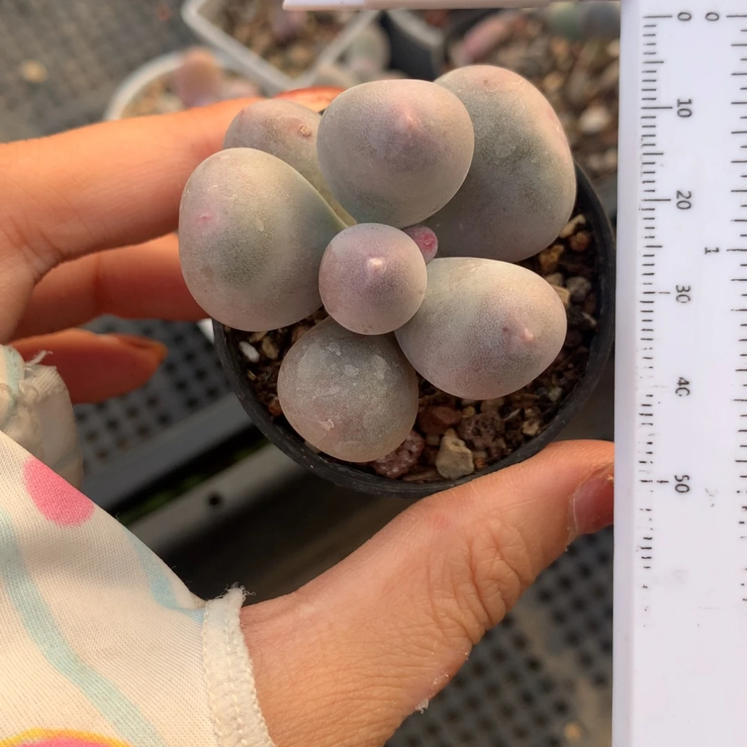 米可奶 精品韩国奶酪多肉