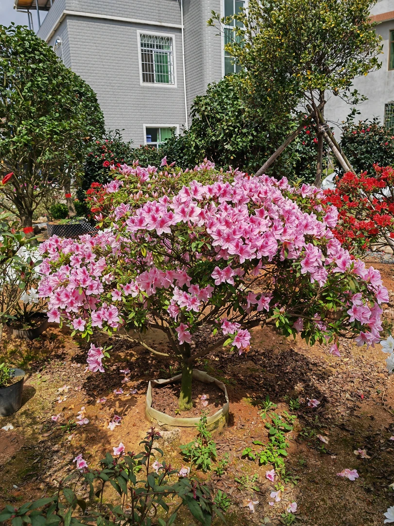 平户杜鹃玉蝴蝶 花带香味粉色单瓣大花盆栽地栽绿化花园造景植物