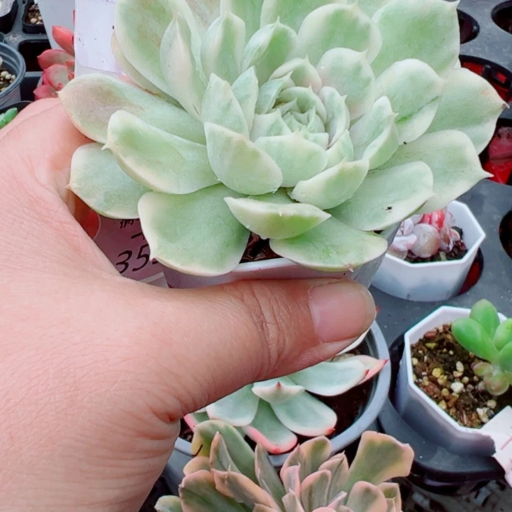 昂首哦锦多肉植物多肉