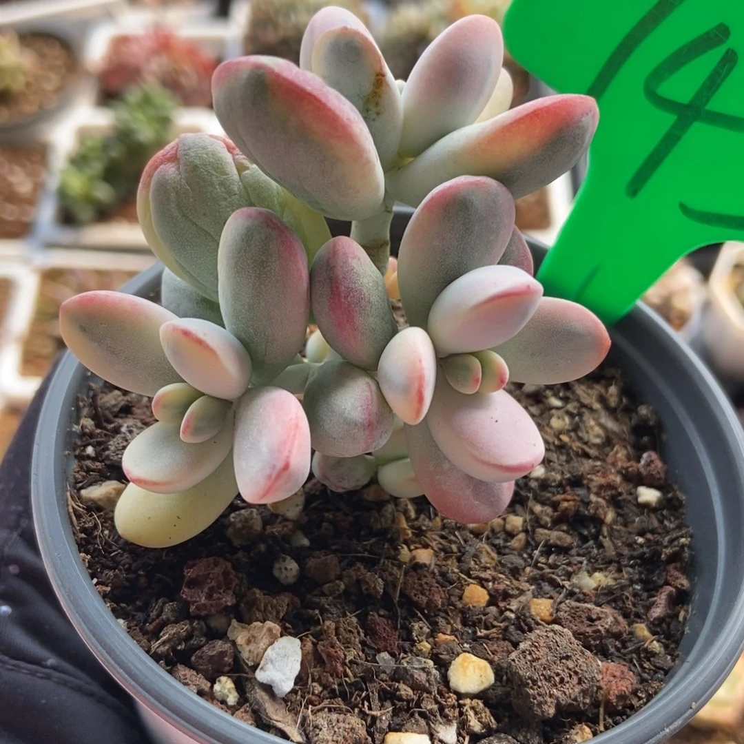 745福娘锦多肉植物