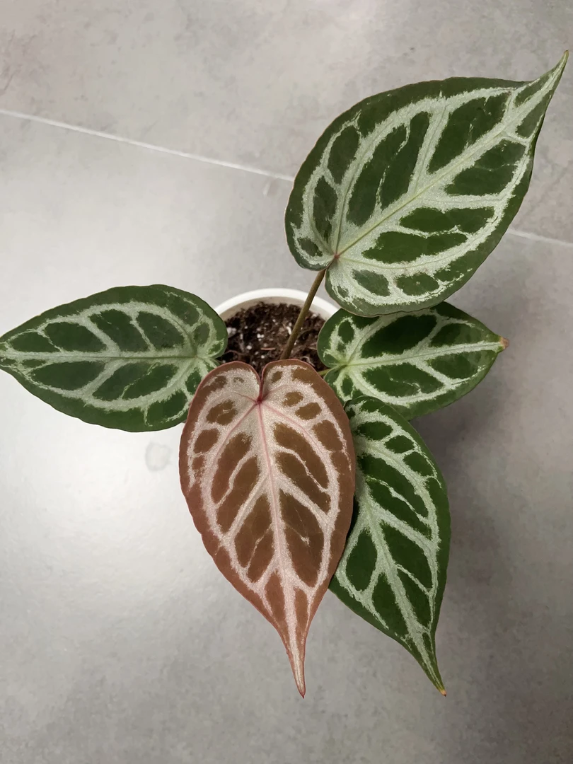 【红水晶 x 腮红 1】天南星科 热带植物