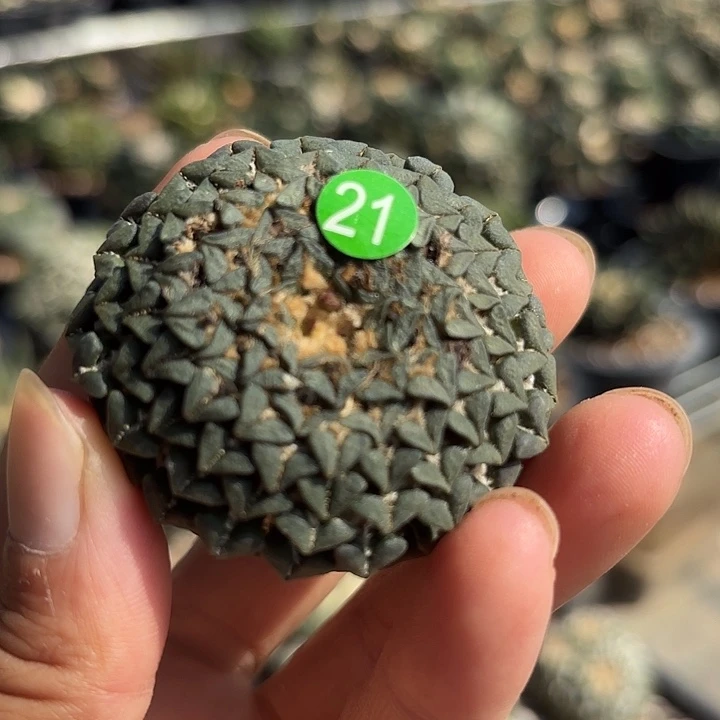萌***馆袖蒲苗接落地仙人球21