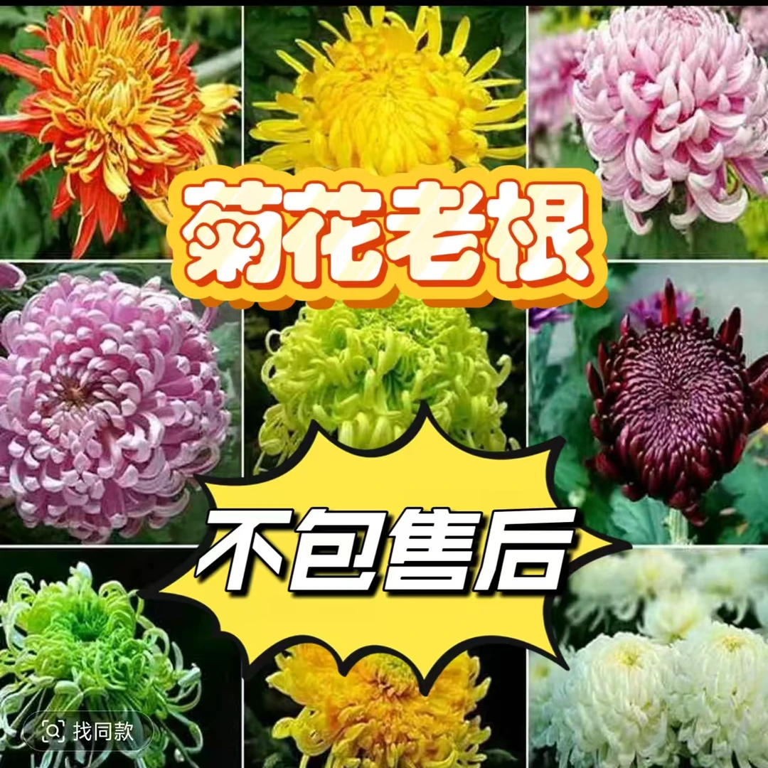【圣火➕沽水流霞➕粉国华】花后老根，剪枝发货不售后，介意勿拍