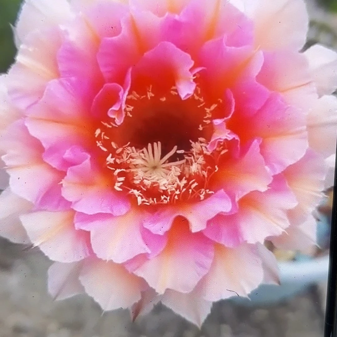 006彩侧牙20包邮22