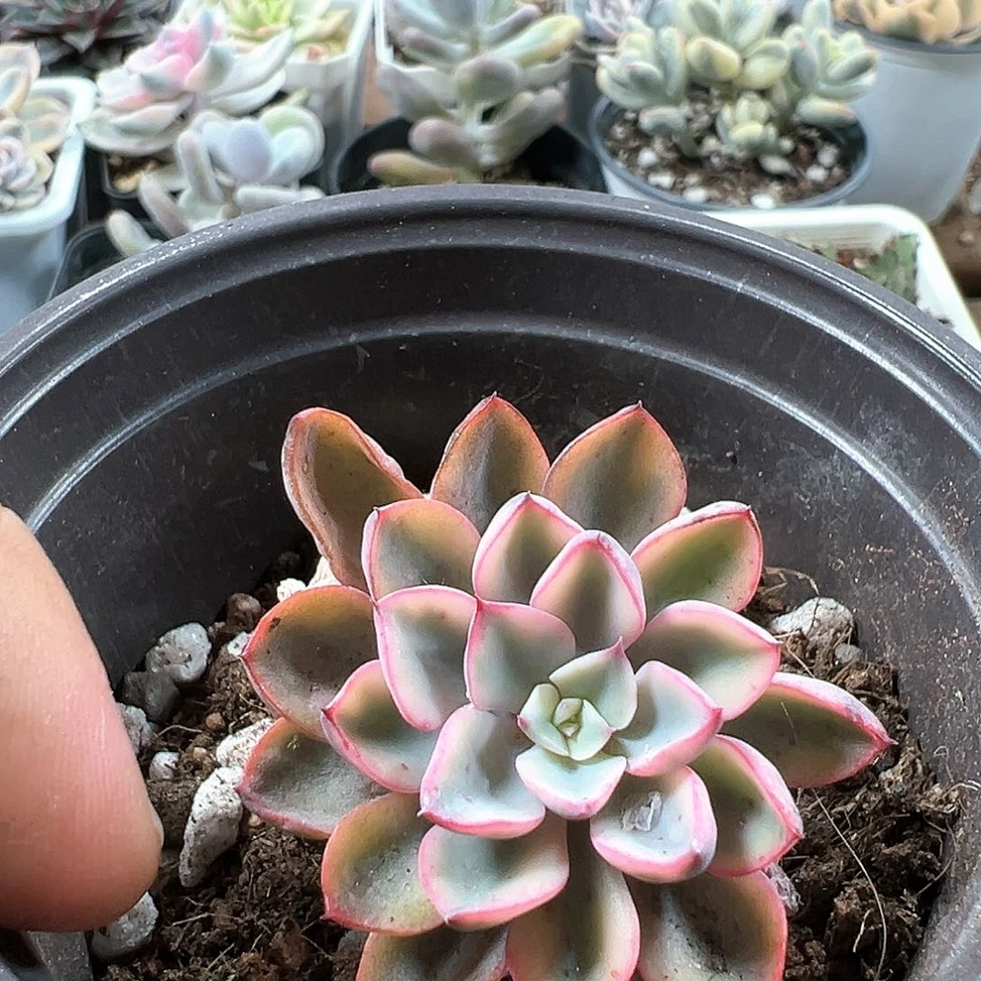 青***驴炸 小方花圃一物一拍