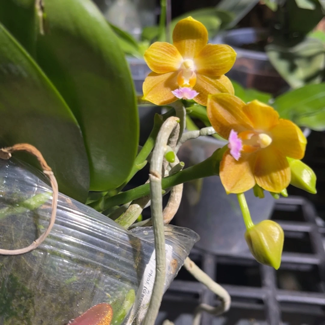 完全开放蝴蝶兰蝴蝶兰