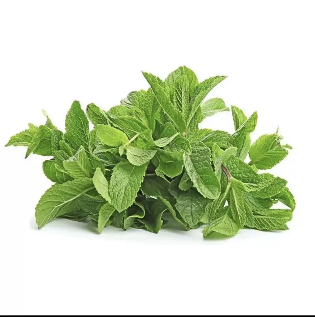 贵州特产新鲜薄荷叶现摘泡茶调酒奶茶食用留兰香薄荷叶鱼香菜正宗