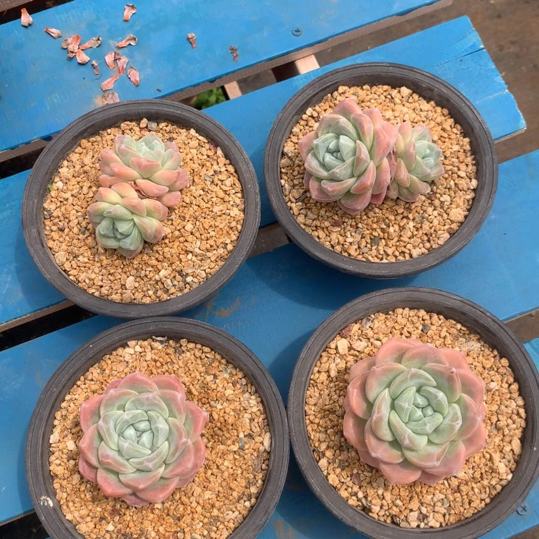 冰玉一组4颗，2单2双