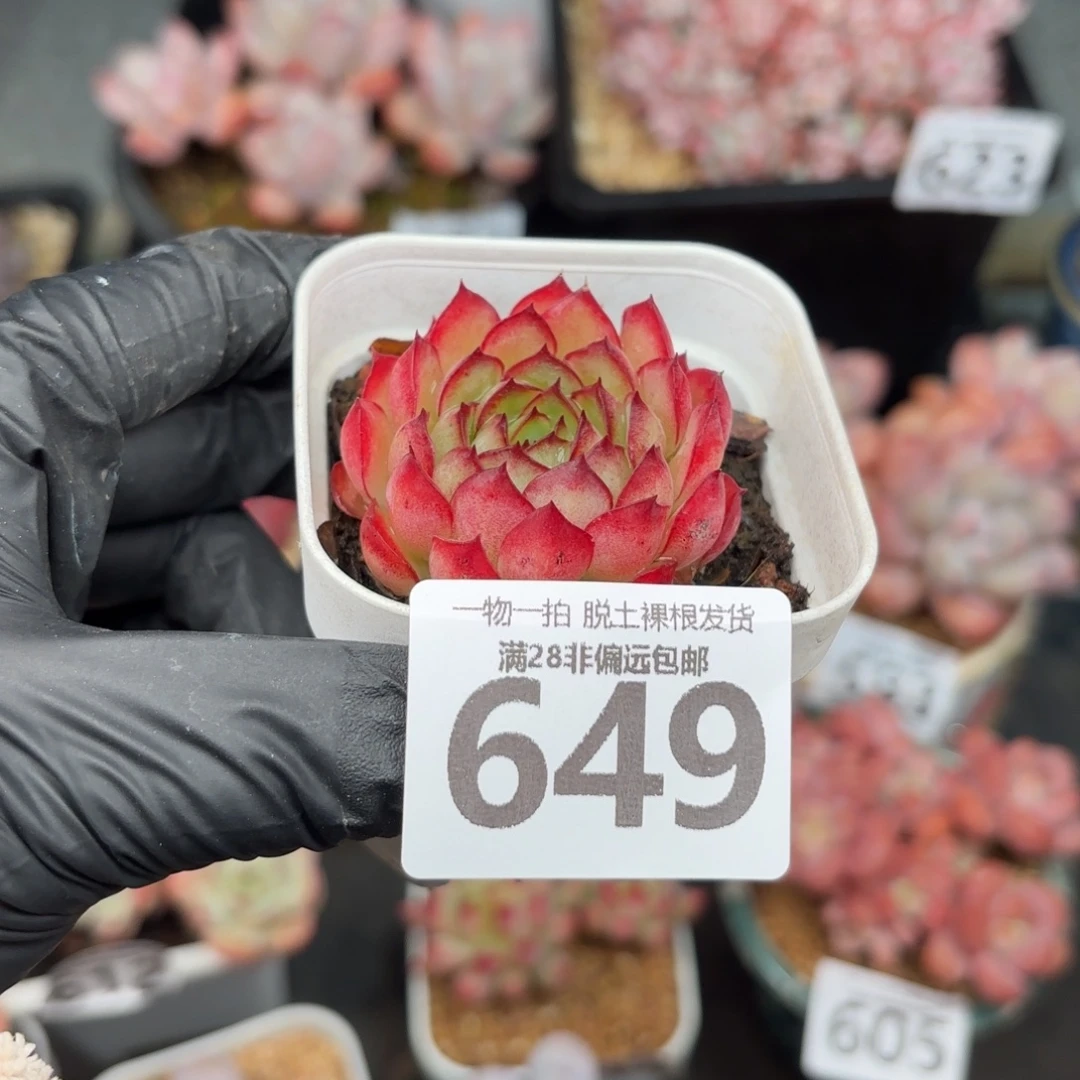 梦幻玫瑰无盆土发货