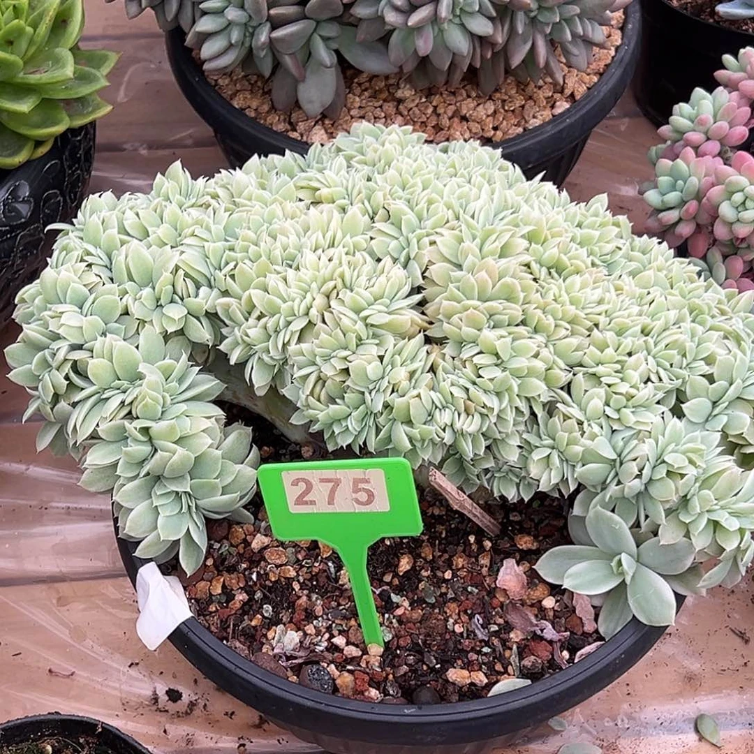 小白龙锦缀多肉植物275