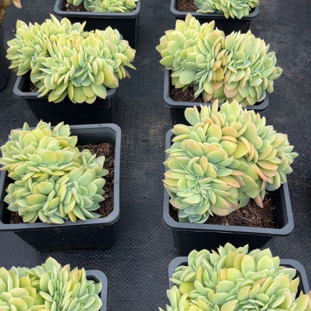 星娜塔缀化小雨多肉