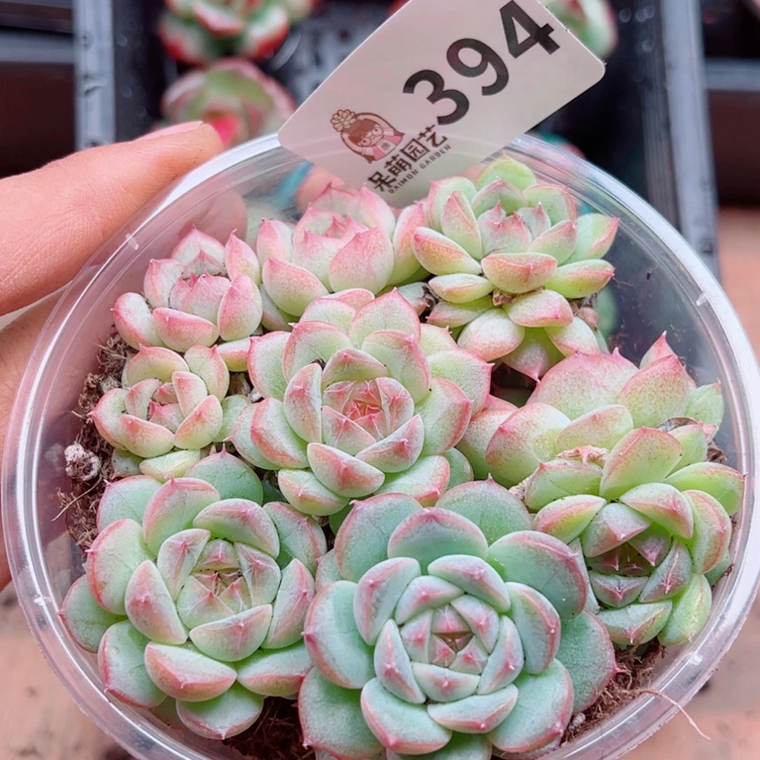 多肉植物多肉植物
