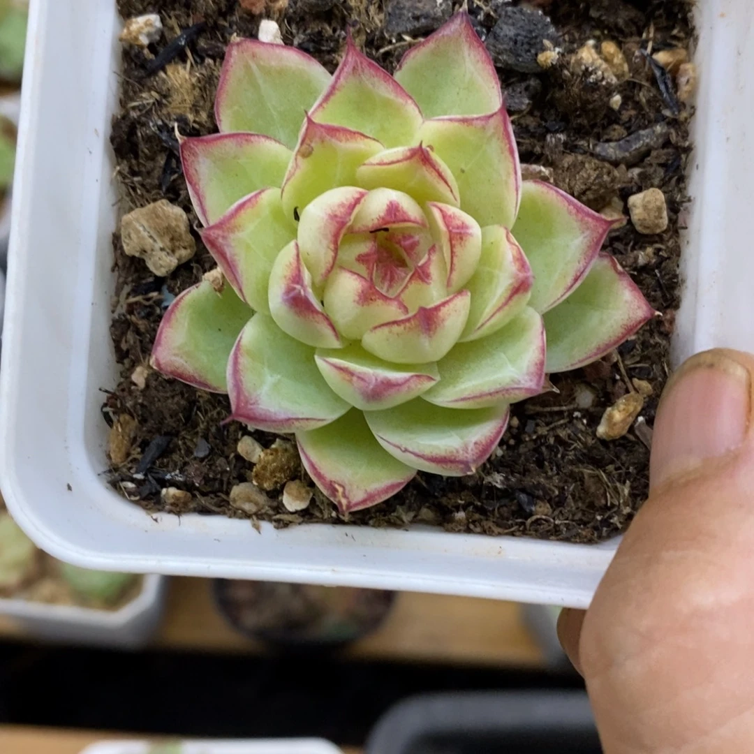 精品多肉一物一拍不包整244