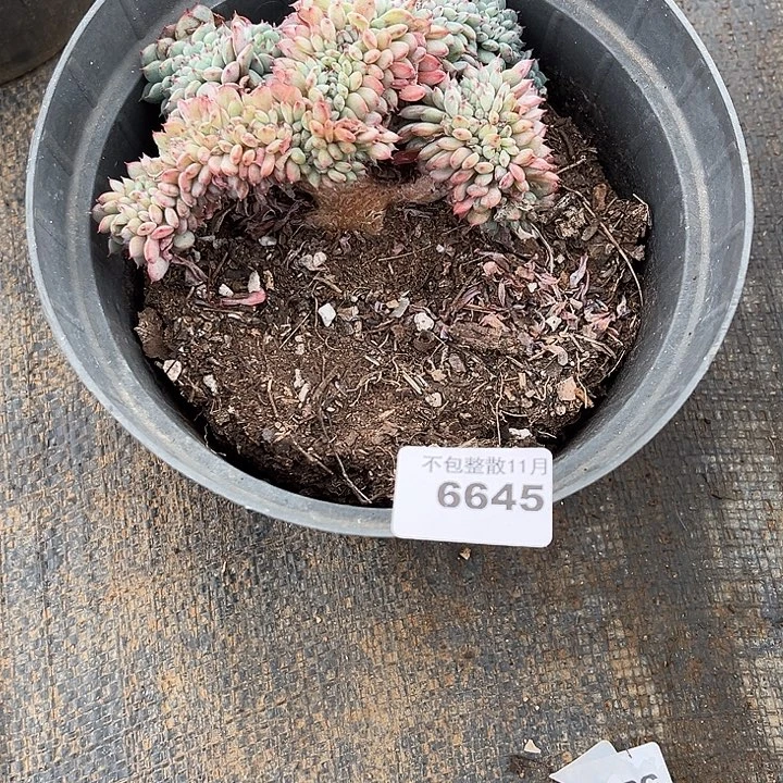 阿雅园艺。       6645白胖子缀