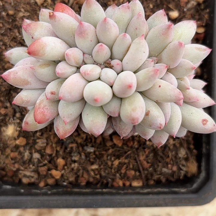 所罗门缀（拍满18发货、偏远地区不包邮）