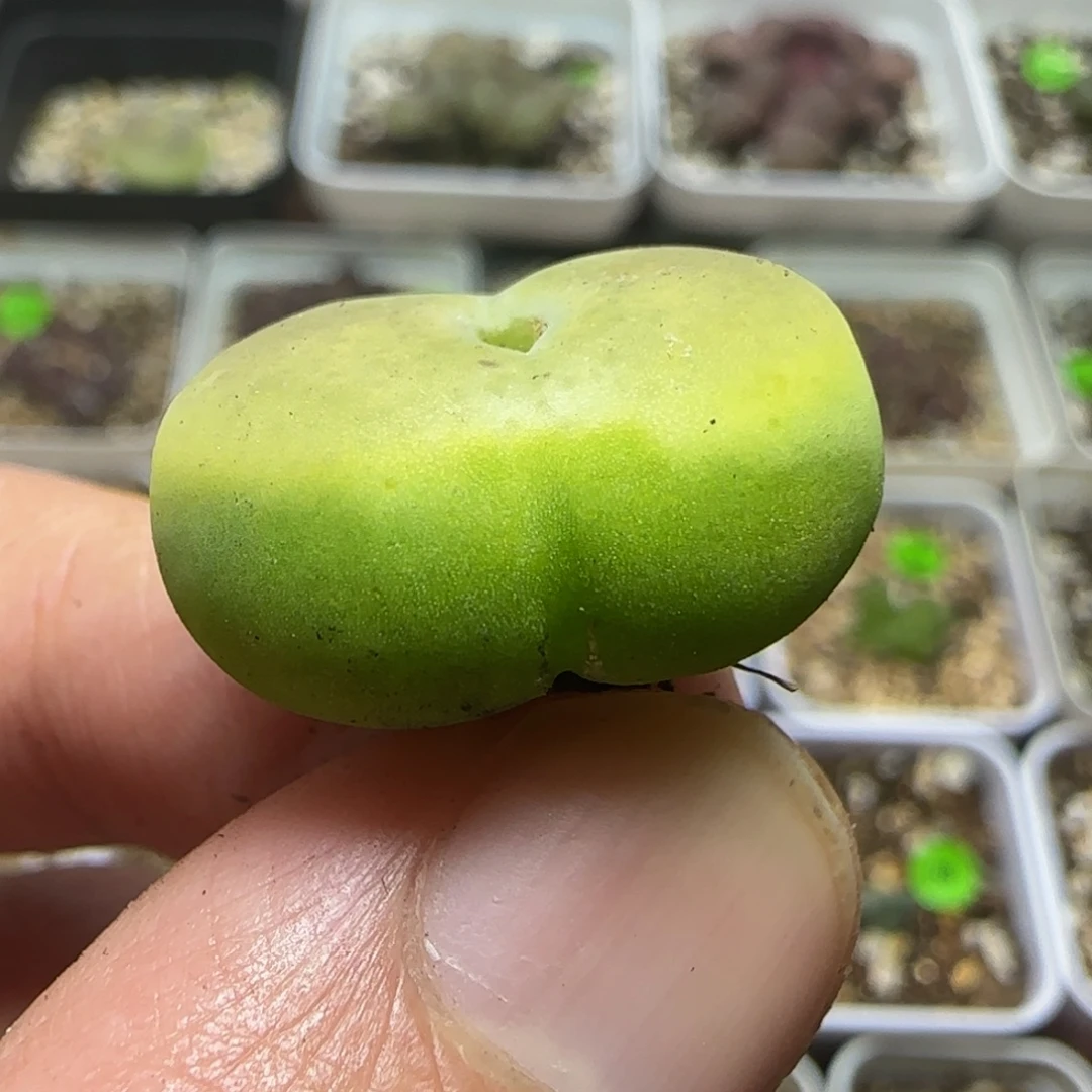 2.1漂亮多肉植物24