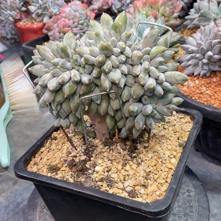 【闪购商品】超胖哥特