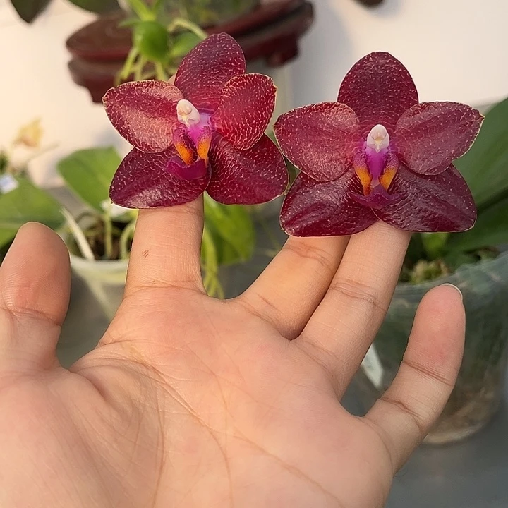 全部花苞3.0寸杯弥陀太阳王