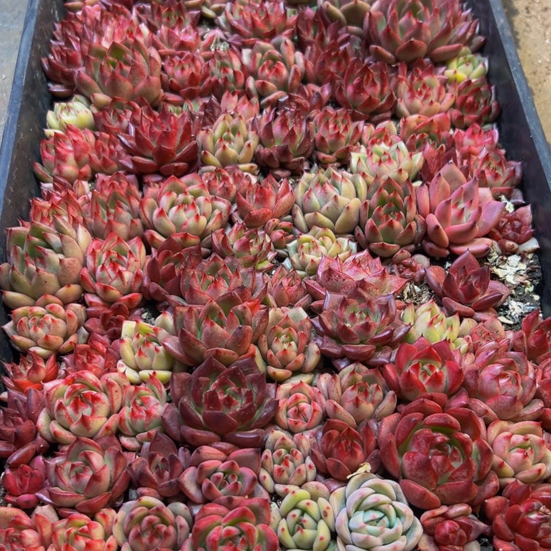 合***肉707发的大大方方的地方小