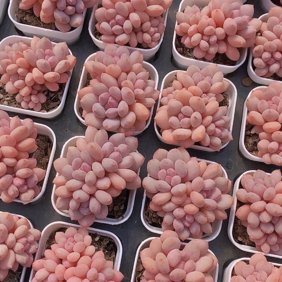 0223-小公主福利一颗 量拍