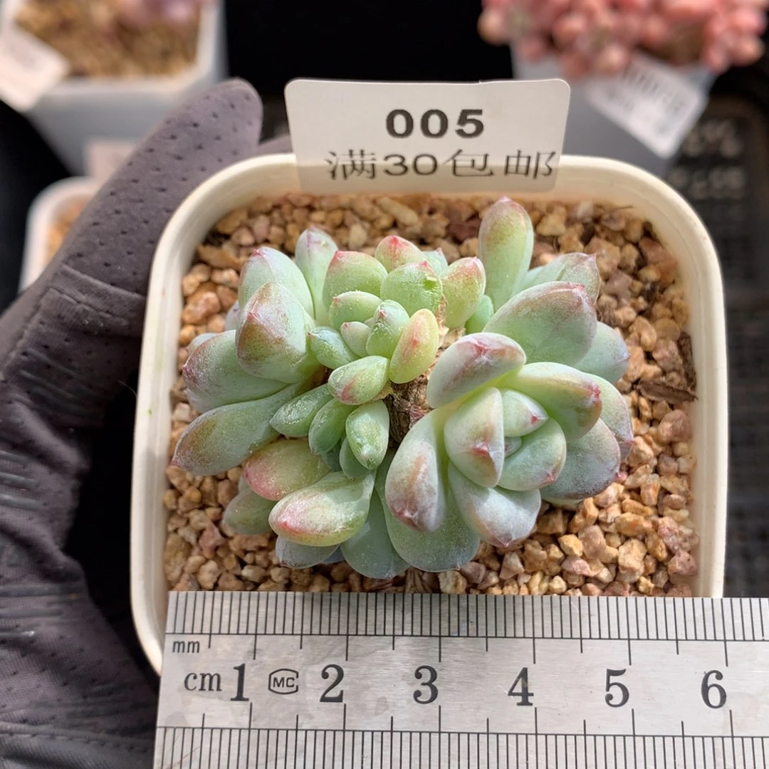 5。翡翠冰玉老桩十头。